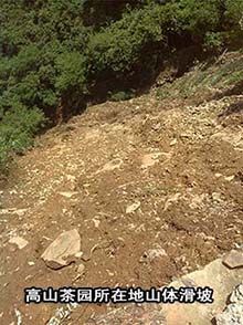 區(qū)委書記視察六百里茶葉基地了解洪災(zāi)情況.jpg