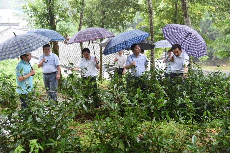 考察六百里茶業(yè).jpg